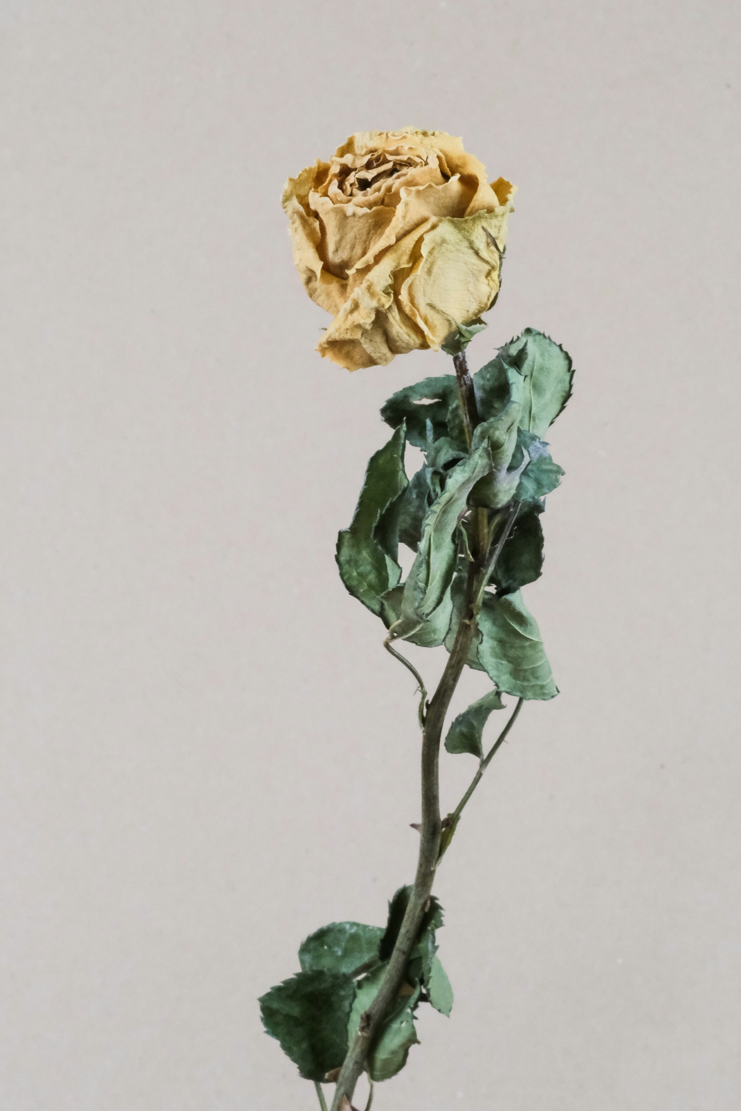 yellow rose in white background